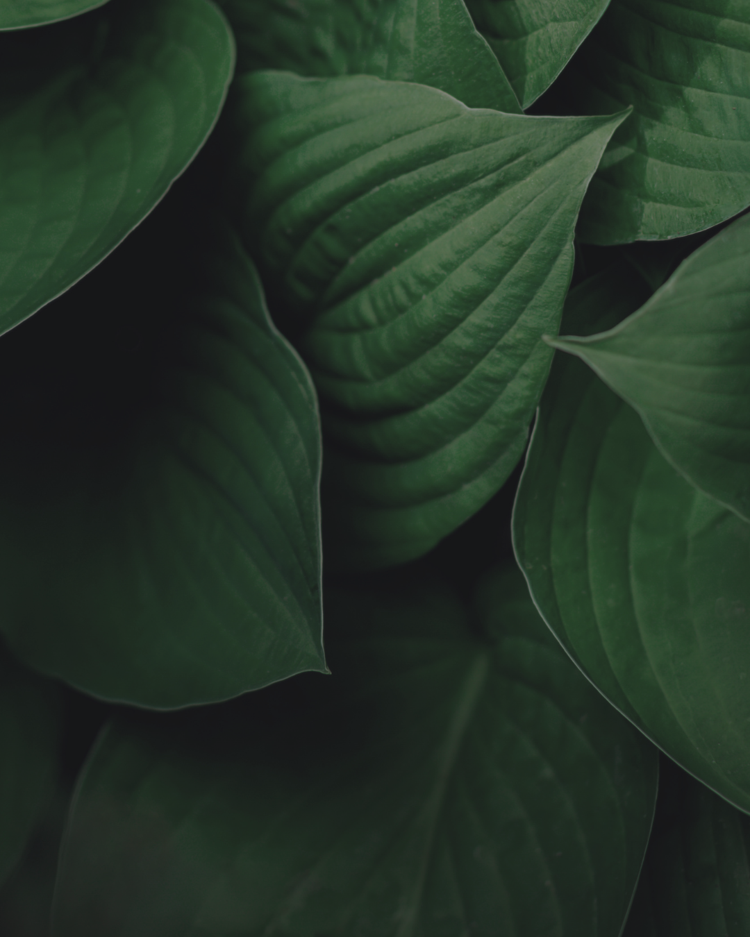 Close-up of dark green leaves with a blurred background