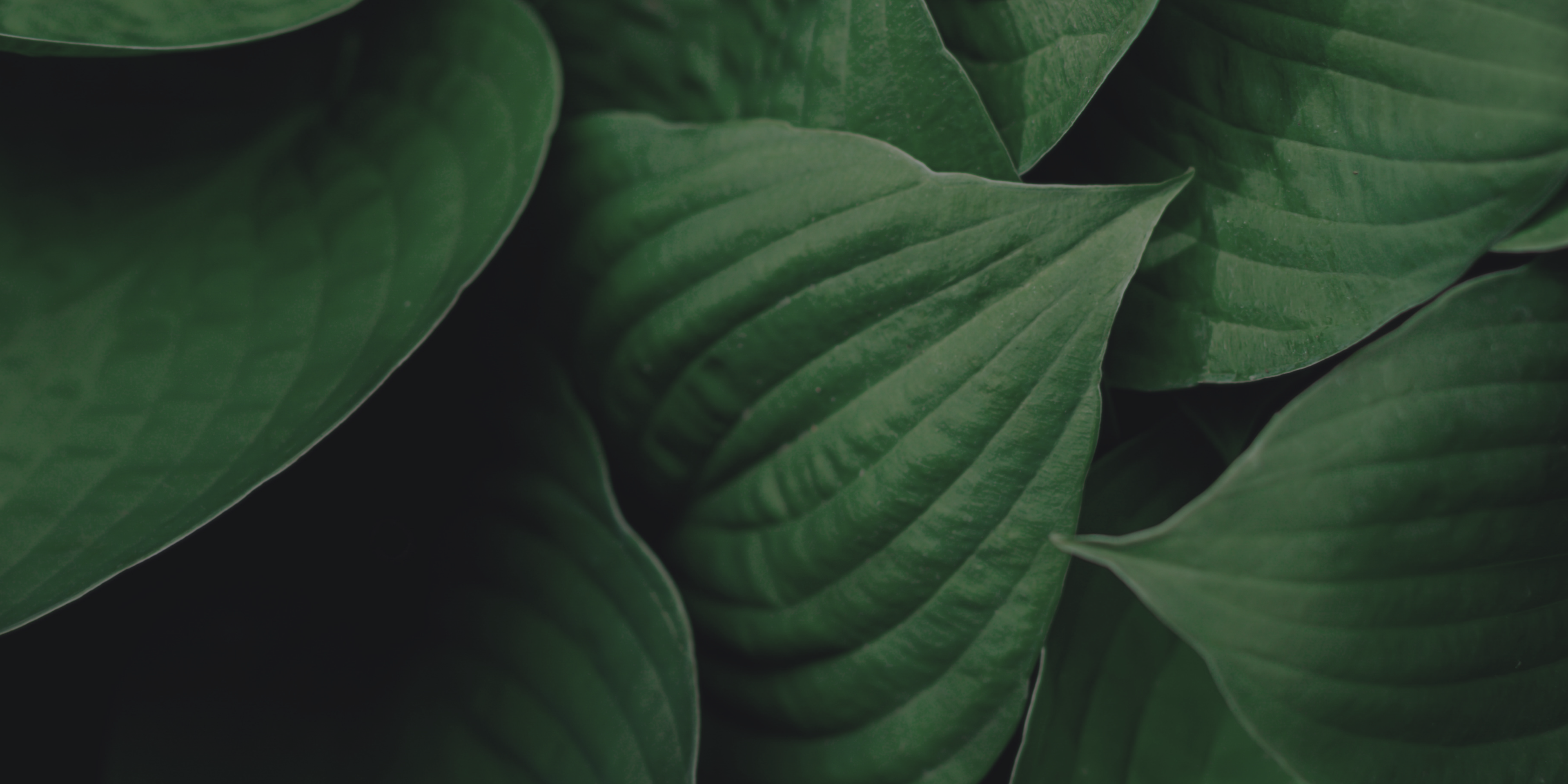 Close-up of green leaves with a dark shadows