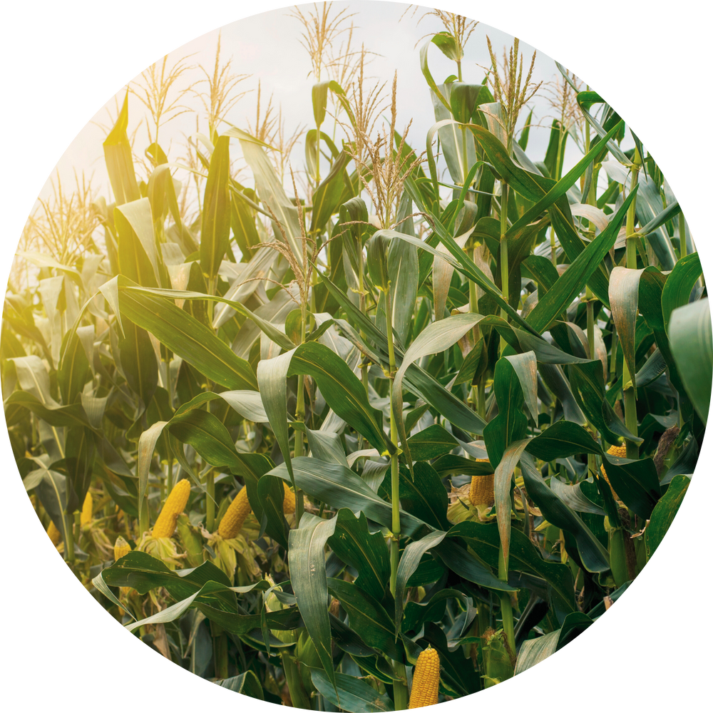 Corn plants with some ears showing in a field