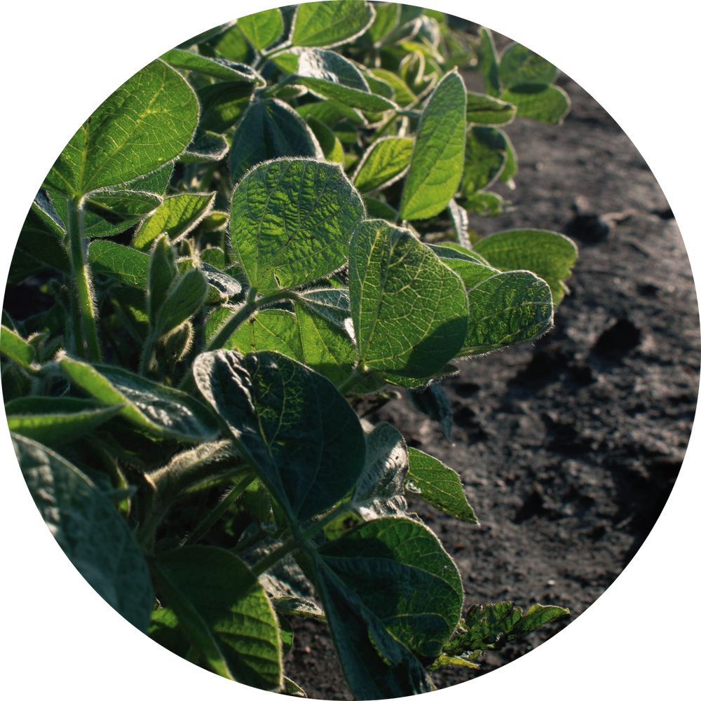 Close-up of green plant leaves with a dark soil background