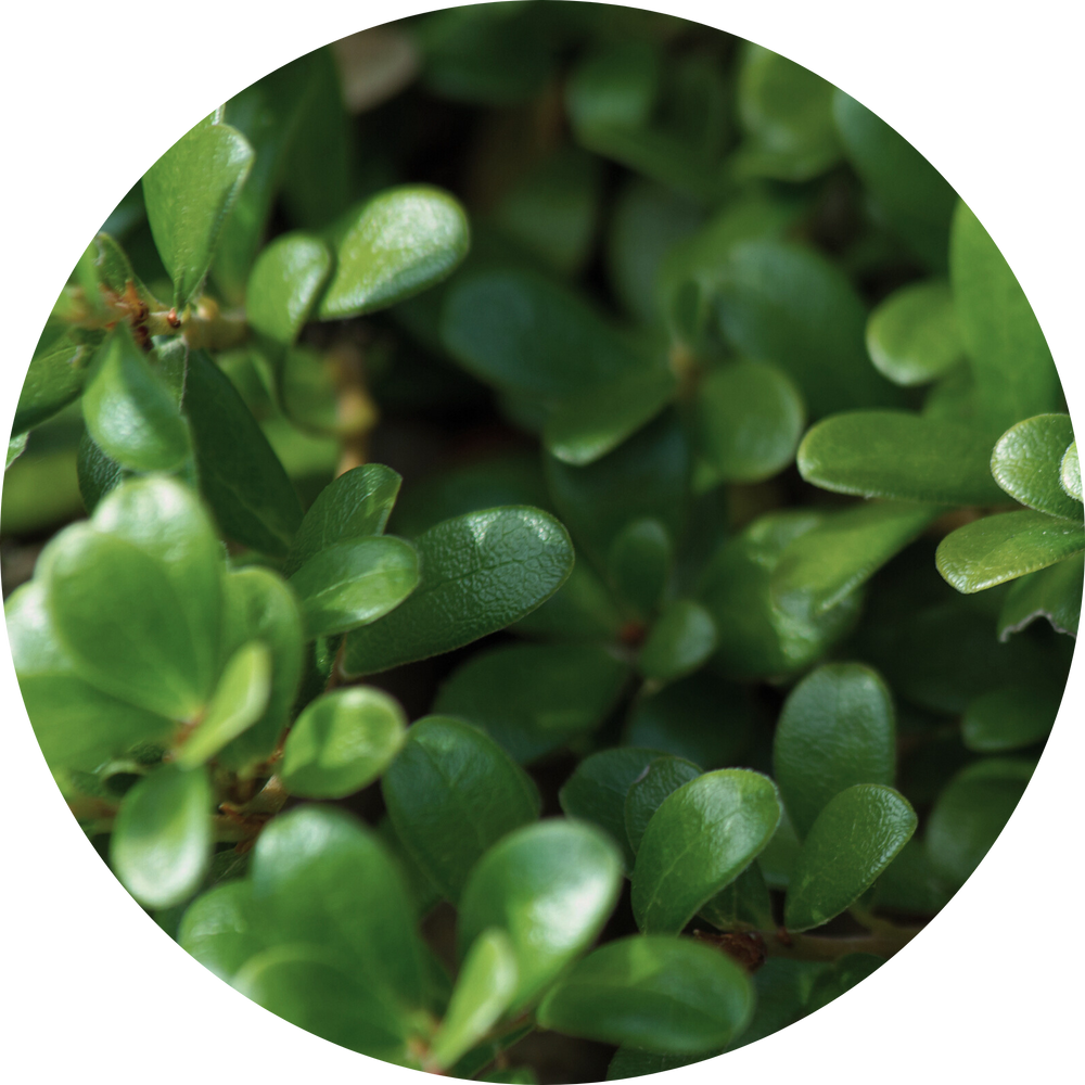 Close-up of green bearberry plant leaves