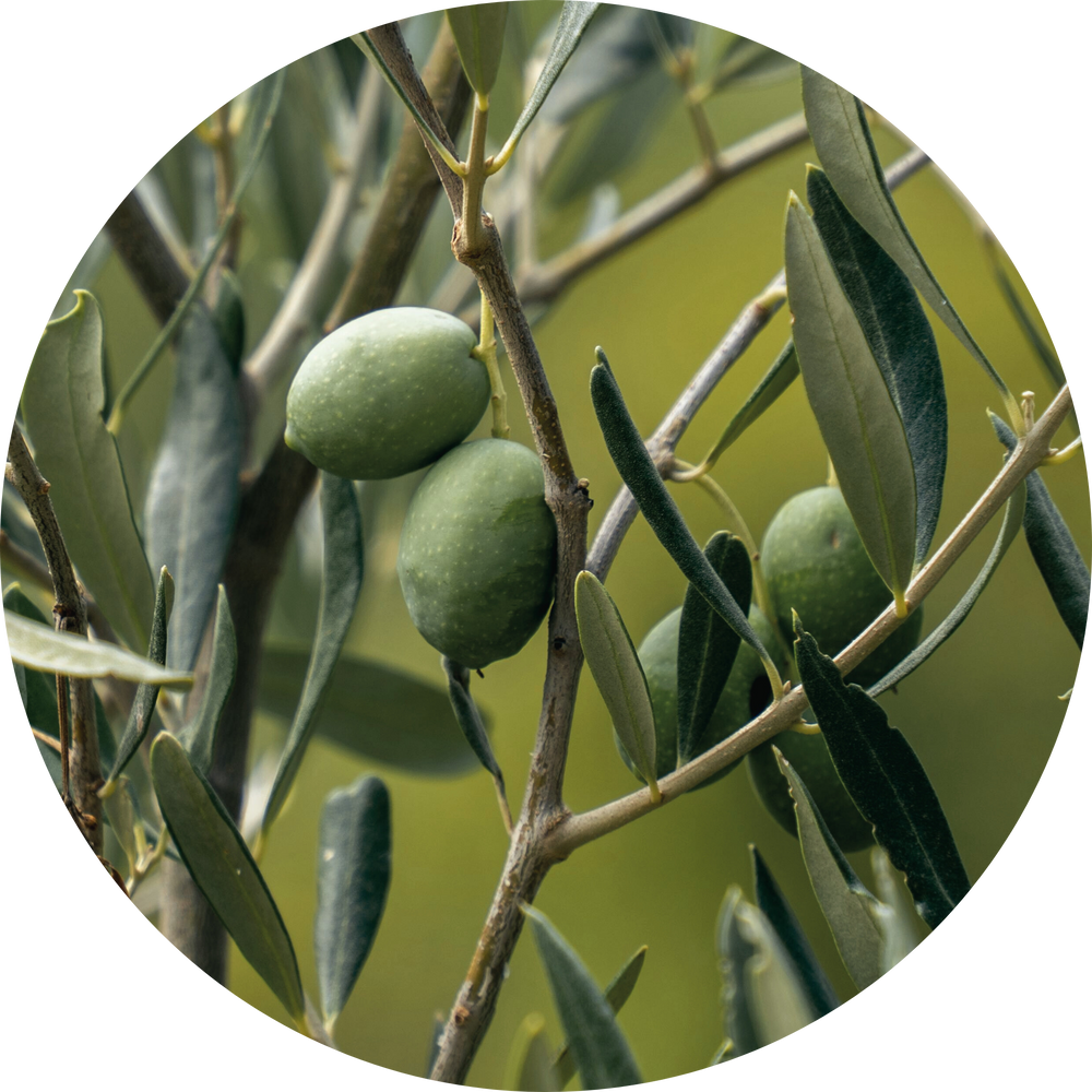 Green olives on a branch with leaves against a blurred green background