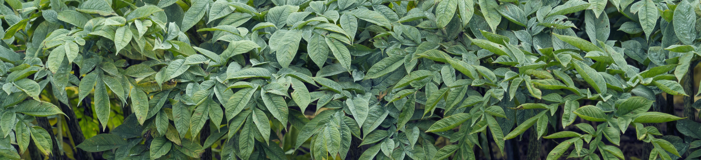 Close-up of green konjac plant leaves with water droplets on a blurred background