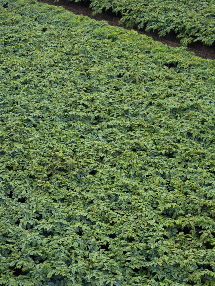 Close-up of dense green konjac plant farm