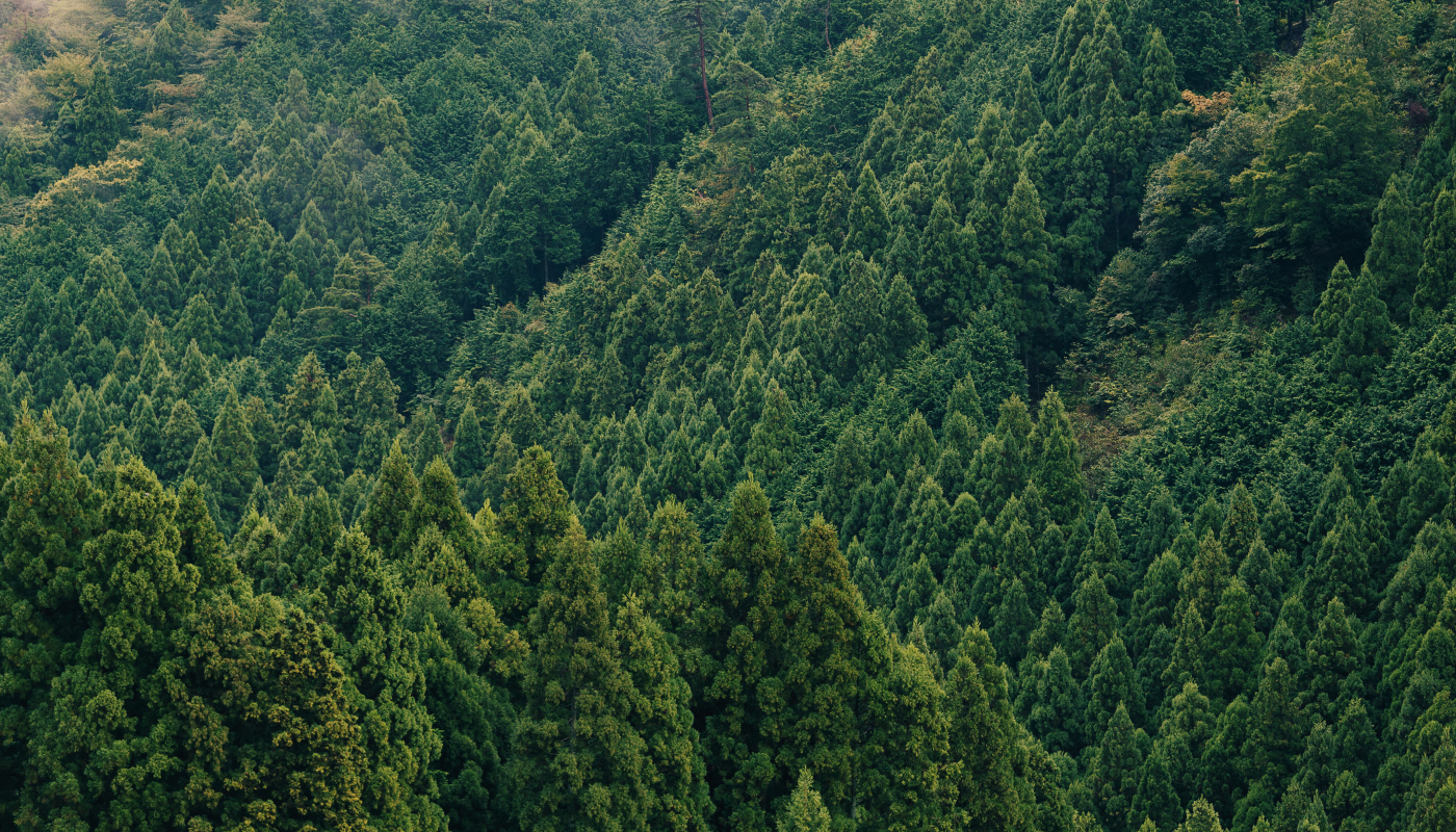 Aerial view of a dense forest with green trees
